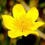 Sólja (калужница болотная, лат. Cáltha palústris) распространена практически по всему миру,но лишь фарерцы в 2005 году назвали её  национальным цветком